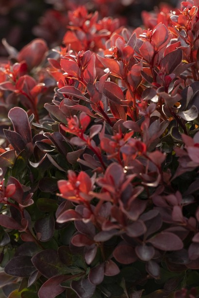 Барбарис тунберга Пигми Руби|Berberis thunbergii ‘Pygruzam’ Pygmy Ruby|Барбарис тунберга Пігмі Рубі